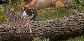 Best Stump Grinding and Removal  in Kuna, ID