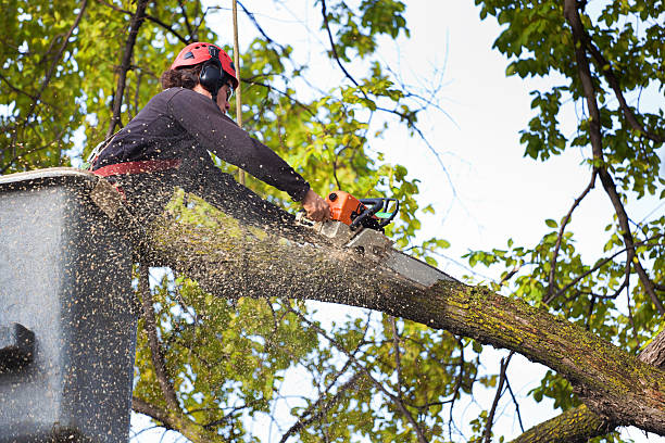 Trusted Kuna, ID Tree Care Services Experts